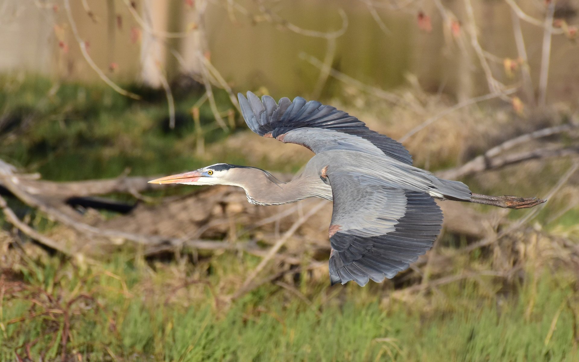 A great blue heron standing at the edge of wetland water