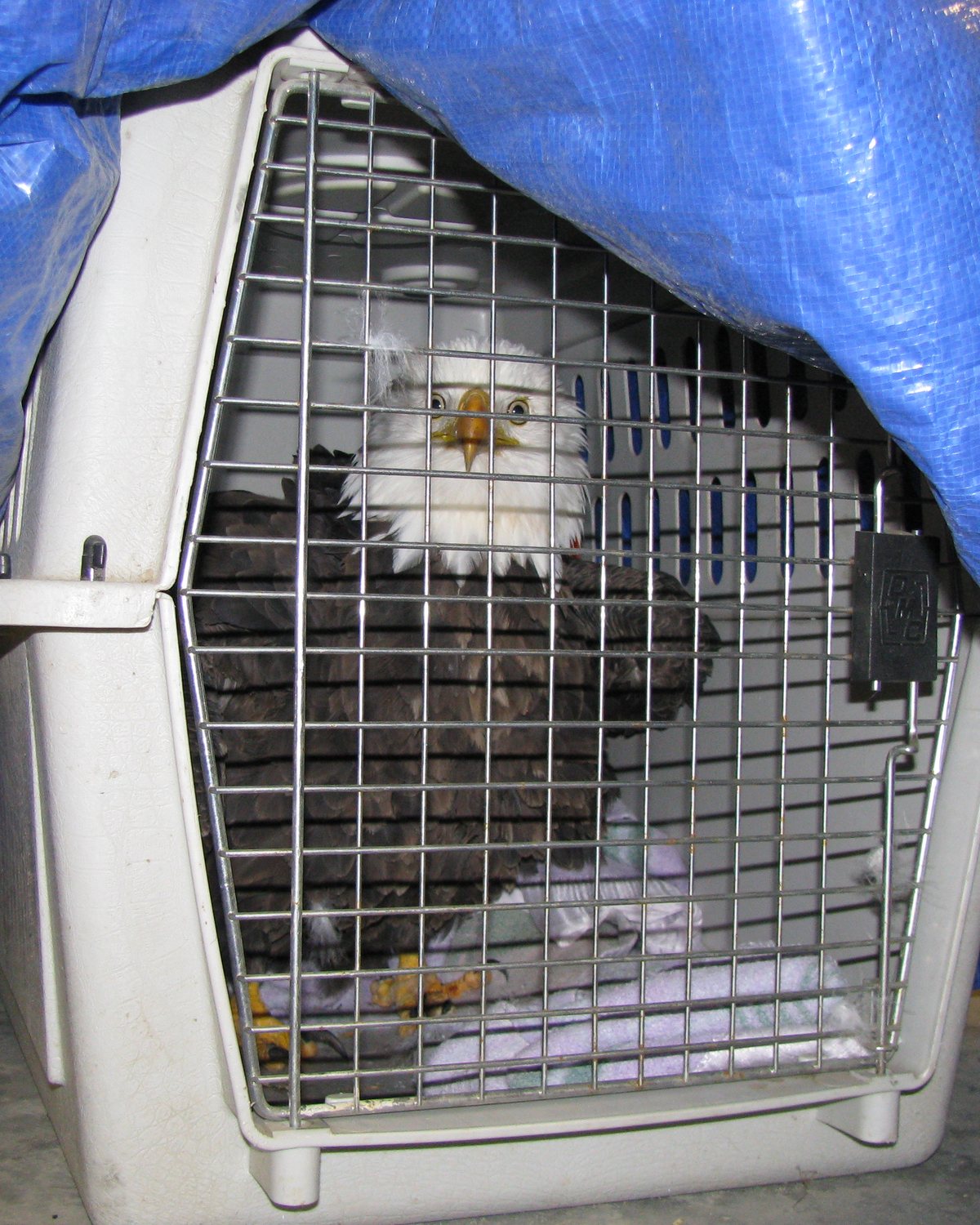 A raptor receiving rehabilitation care