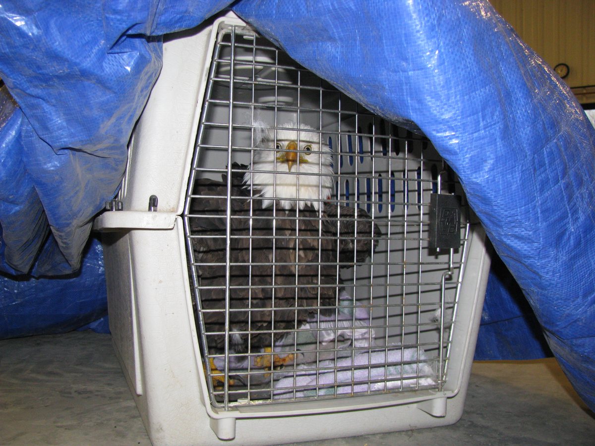 A raptor receiving rehabilitation care